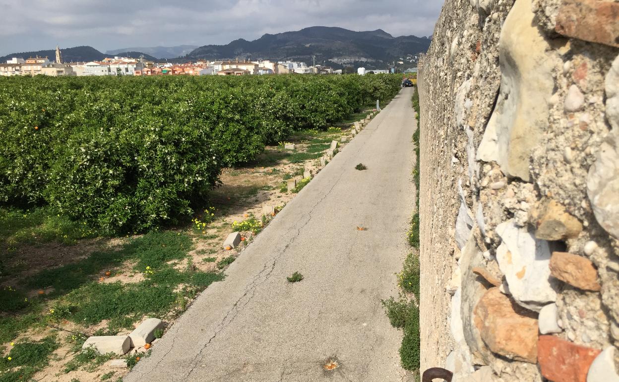 Un huerto de naranjos en floración en la localidad de Almoines. 