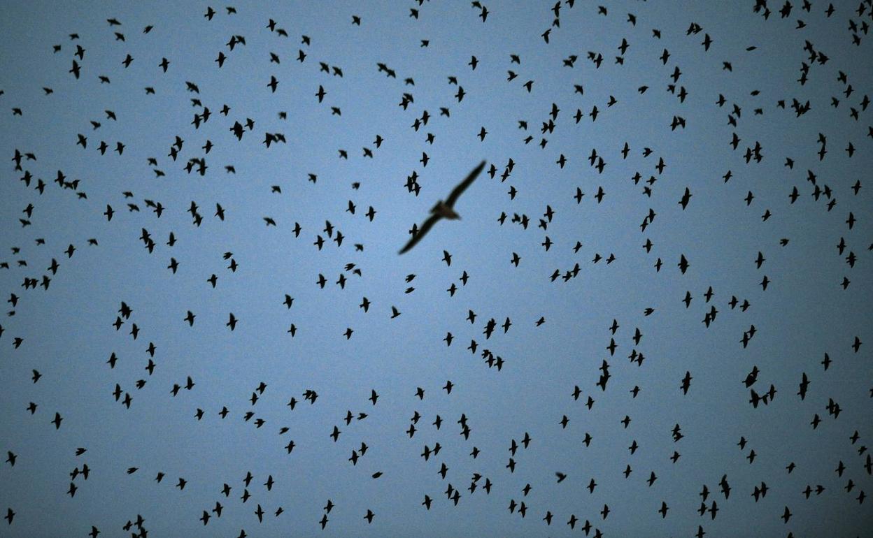 Una bandada de pájaros.