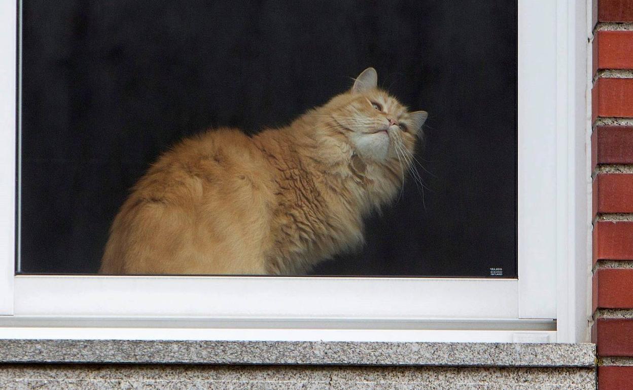 Un gato, tras el cristal de una vivienda en Pontevedra