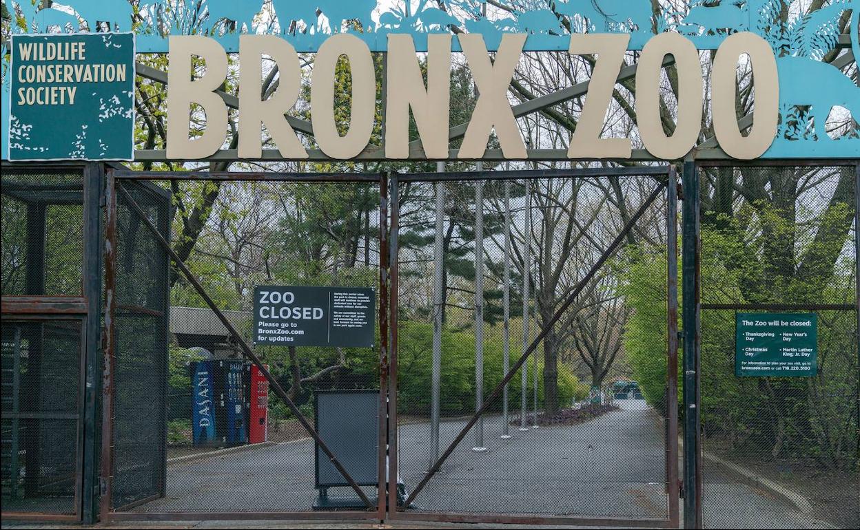 El coronavirus se extiende en el zoo del Bronx con cinco tigres y tres leones contagiados