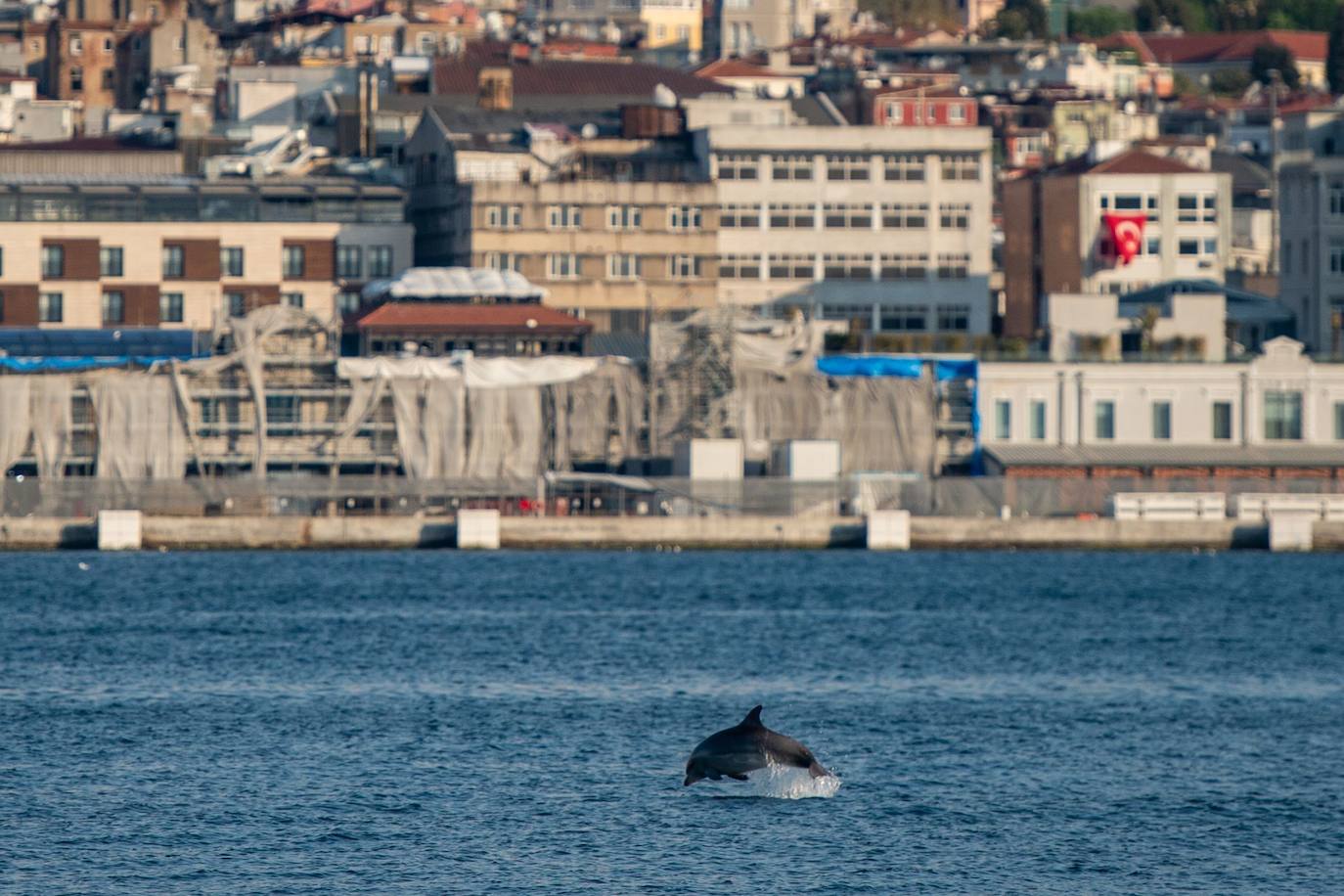 Los delfines se adueñan del Bósforo durante el confinamiento turco.