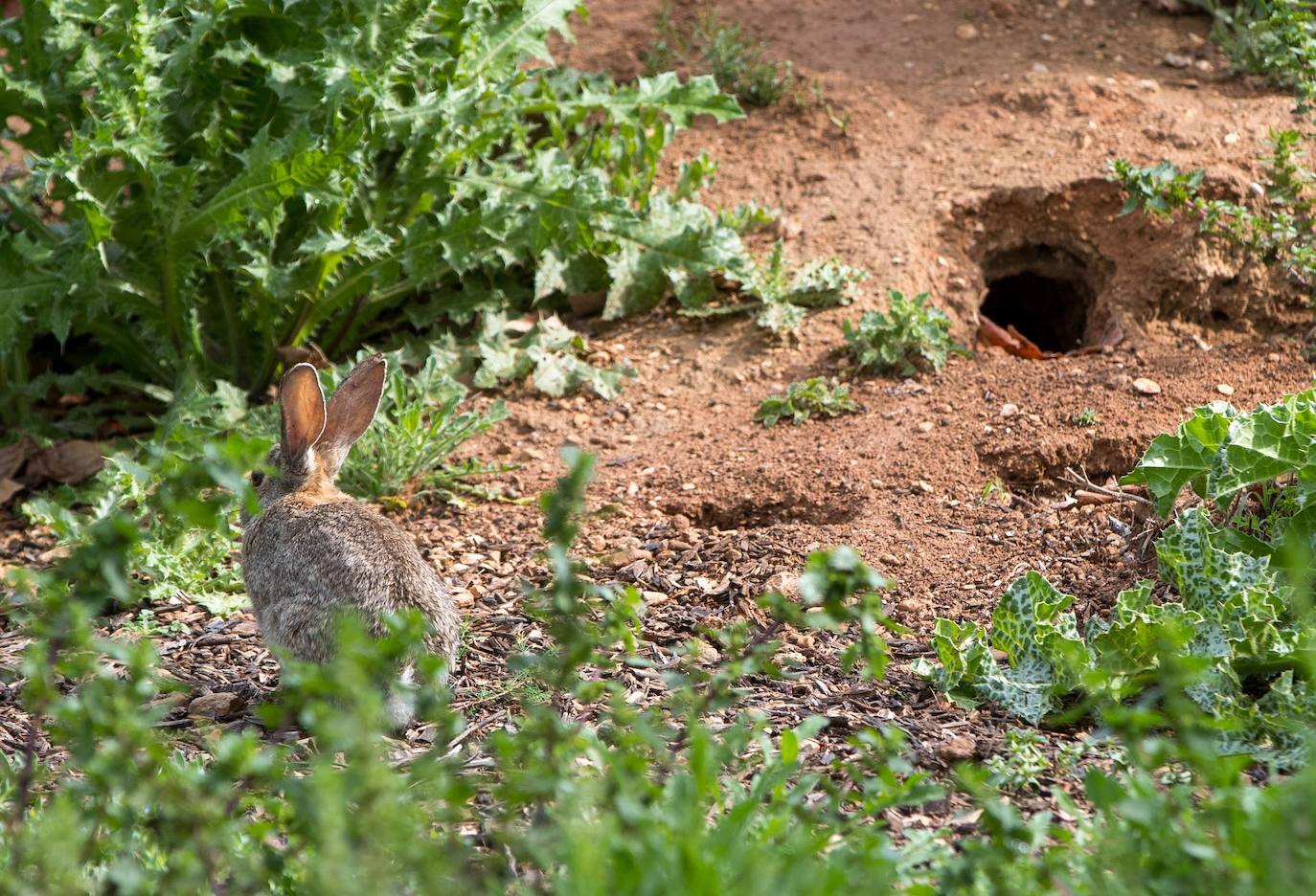 Un conejo en un parque a las afueras de Zaragoza en la jornada 44 del estado de alarma