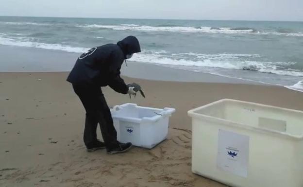 La Fundación Oceanográfic devuelve al mar tres tortugas