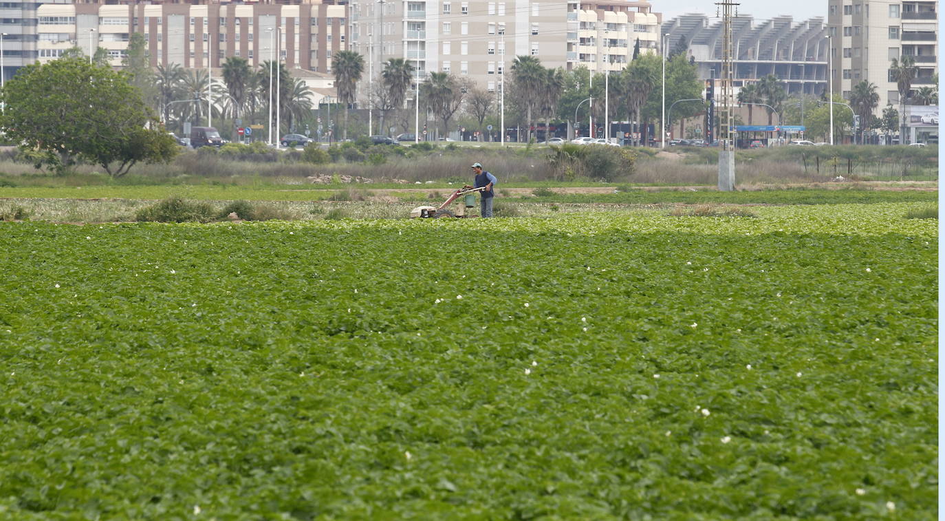 Huerta de Campanar