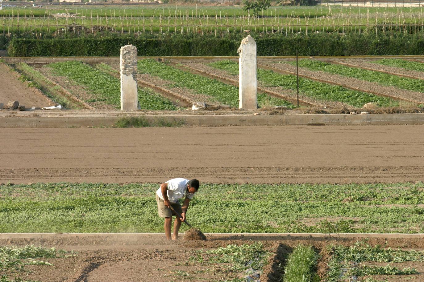 Huerta entre Alboraia y Politécnico. El Ayuntamiento también recomienda el resto de huertas de la ciudad, como la de La Punta o entre Benicalap y Torrefiel.