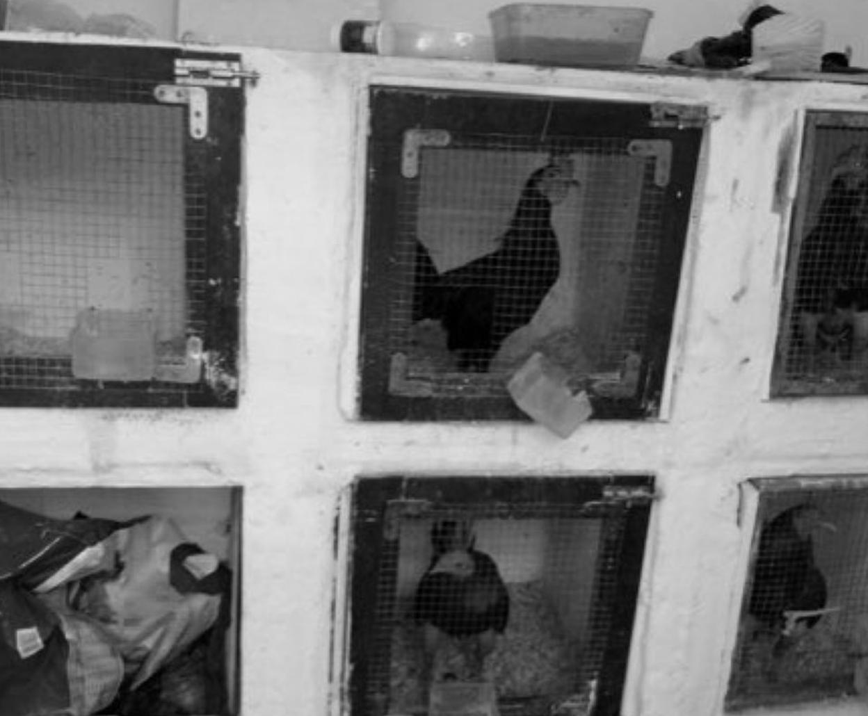 Jaulas con gallos de pelea en el Cabanyal. ayto. valencia