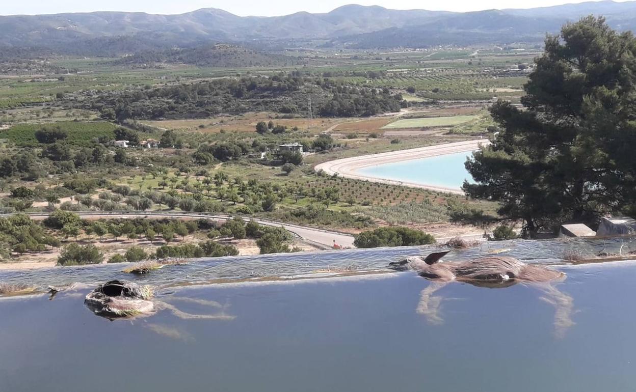 Corzos hallados en el canal del Turia.