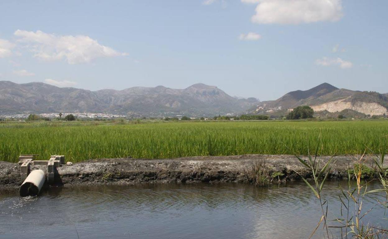 Imagen del paraje natural Marjal de Pego.