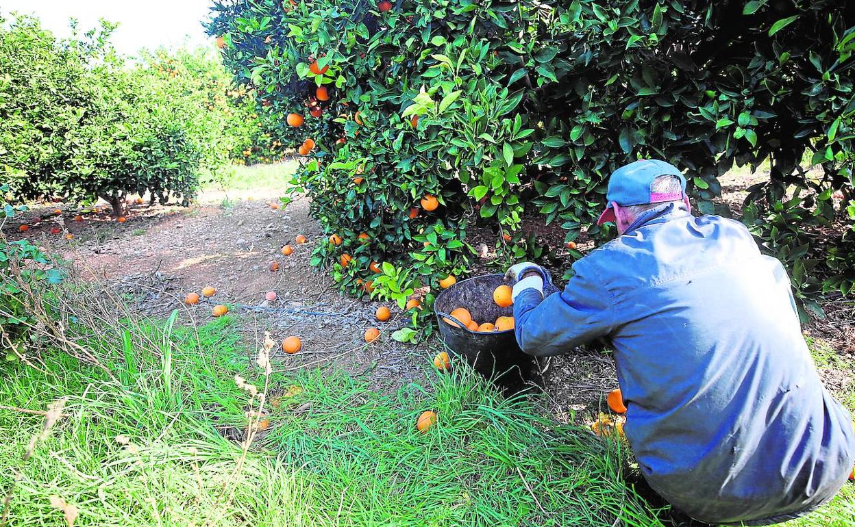 Recolección de naranjas en un campo valenciano.