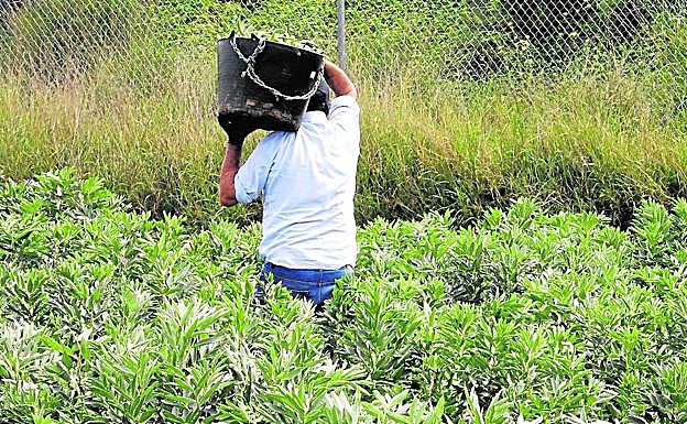 Un agricultor en el campo.