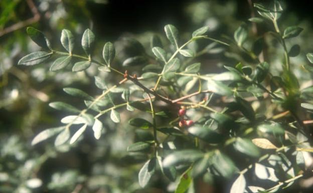 Conoce las plantas que rodean los arrozales de Valencia.