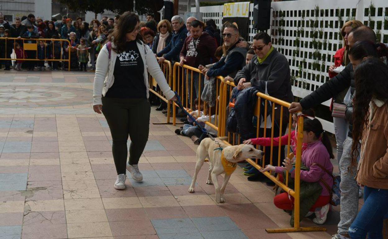 Una feria de adopción de animales. 