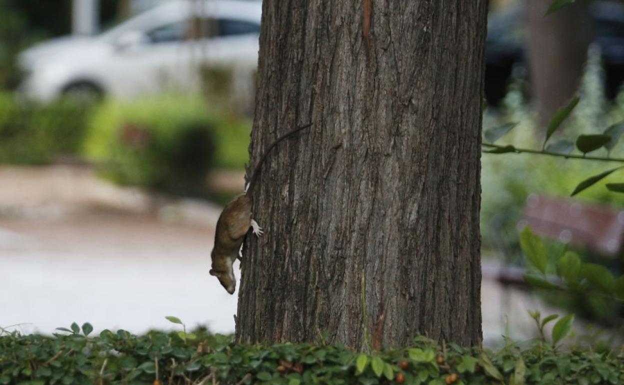 Ratas en Valencia.