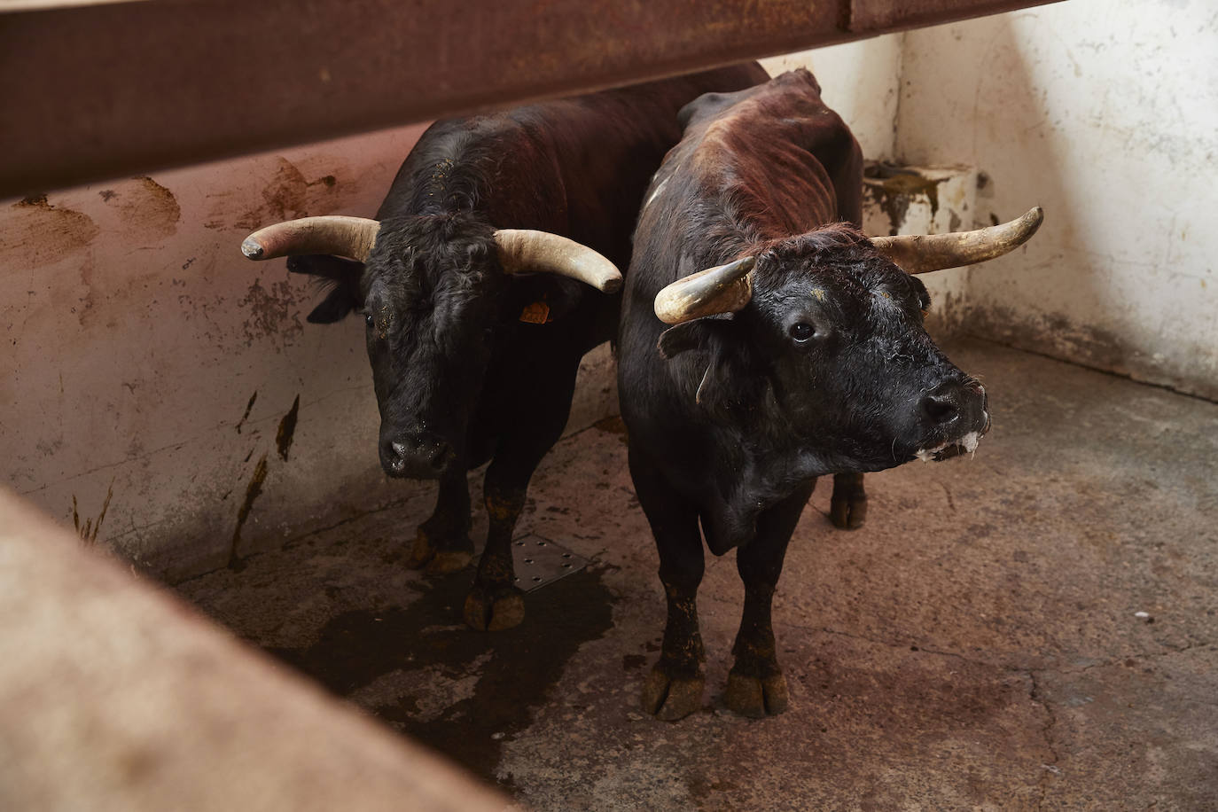 Los ganaderos de reses bravas temen pérdidas de 60 millones ante el parón de los bous al carrer. Mientras, los pescadores soportan una caída de sus ventas a la mitad por el tiempo de cierre de los restaurantes