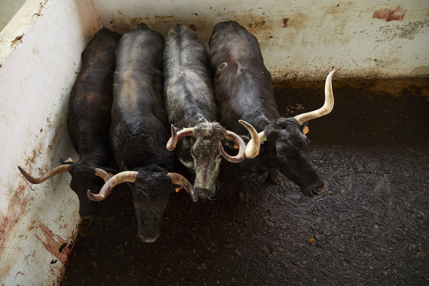 Los ganaderos de reses bravas temen pérdidas de 60 millones ante el parón de los bous al carrer. Mientras, los pescadores soportan una caída de sus ventas a la mitad por el tiempo de cierre de los restaurantes