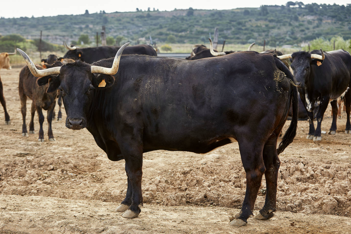 Los ganaderos de reses bravas temen pérdidas de 60 millones ante el parón de los bous al carrer. Mientras, los pescadores soportan una caída de sus ventas a la mitad por el tiempo de cierre de los restaurantes