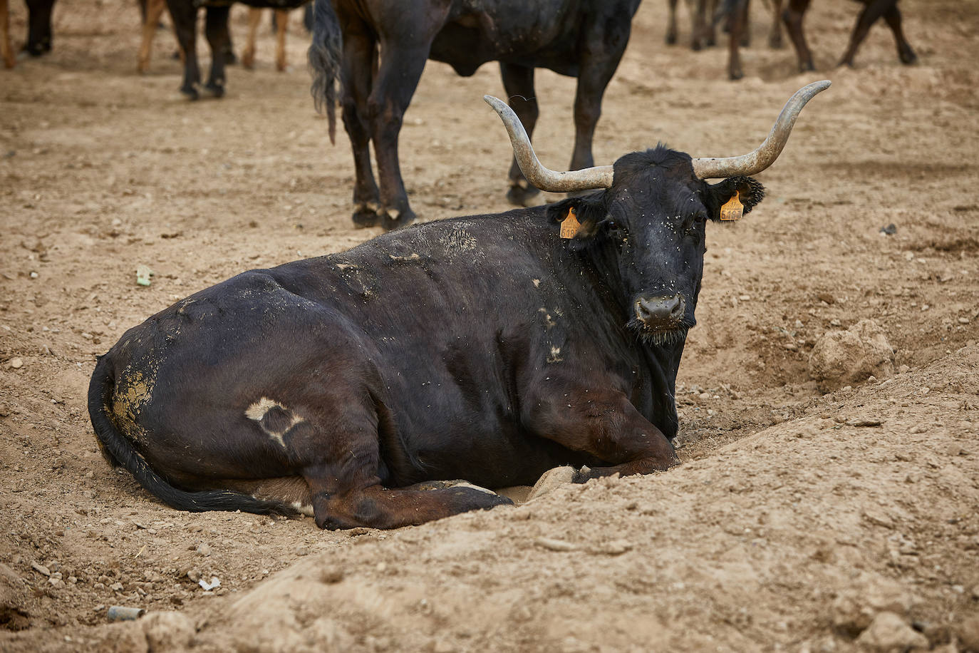 Los ganaderos de reses bravas temen pérdidas de 60 millones ante el parón de los bous al carrer. Mientras, los pescadores soportan una caída de sus ventas a la mitad por el tiempo de cierre de los restaurantes