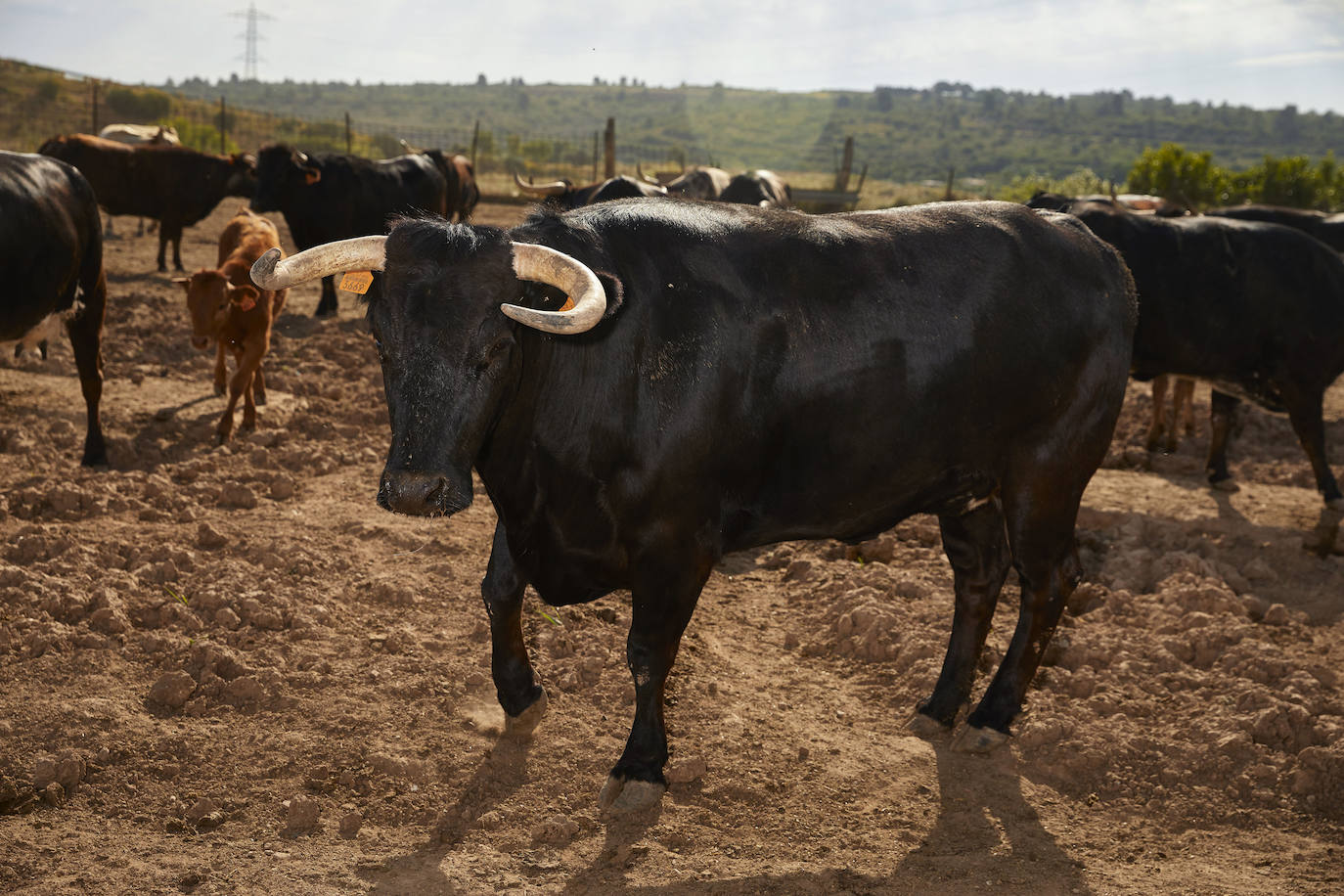 Los ganaderos de reses bravas temen pérdidas de 60 millones ante el parón de los bous al carrer. Mientras, los pescadores soportan una caída de sus ventas a la mitad por el tiempo de cierre de los restaurantes