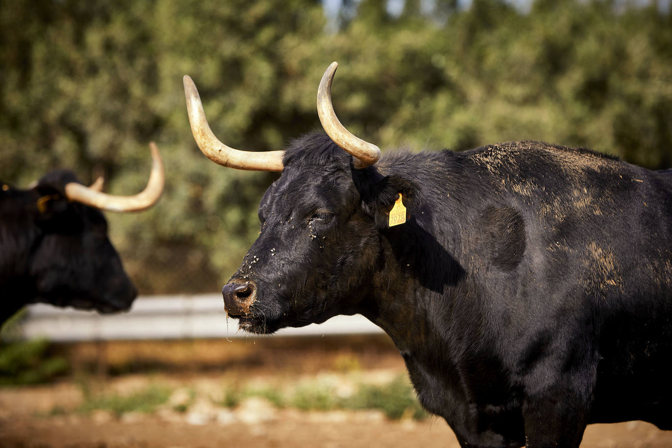 Los ganaderos de reses bravas temen pérdidas de 60 millones ante el parón de los bous al carrer. Mientras, los pescadores soportan una caída de sus ventas a la mitad por el tiempo de cierre de los restaurantes