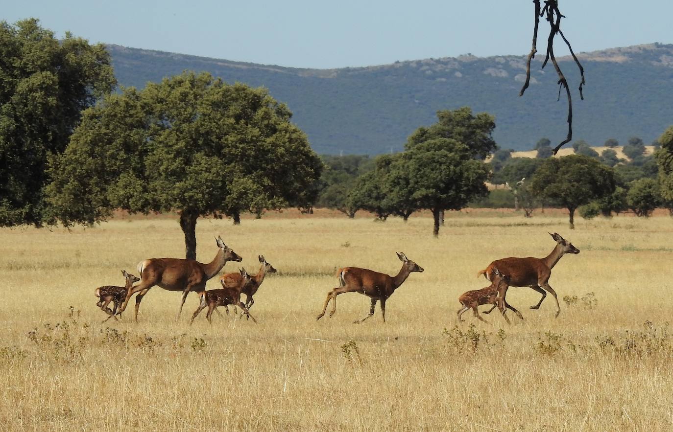 A pesar de ser uno de los mejores ejemplos de bosque mediterráneo de la Península, en el que habitan infinidad de especies de flora y fauna ibérica protegidas es el parque nacional menos visitado. Su declaración, en 1995, llegó siete años después de que grupos de ecologistas lograran evitar que el Ministerio de Defensa lo convirtiera en un campo de tiro.