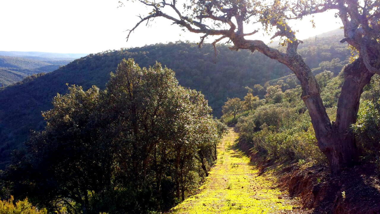 3.- Parque Nacional de Cabañeros (Castilla-La Mancha) | Este parque refugio de grandes rapaces, cigüeñas negras y otras muchas especies en peligro de extinción es hoy uno de los rincones protegidos más valiosos de los Montes de Toledo, comarca situada en la submeseta meridional, en pleno centro de España, en las provincias de Ciudad Real y Toledo. Cuenta con 40.856 hectáreas.