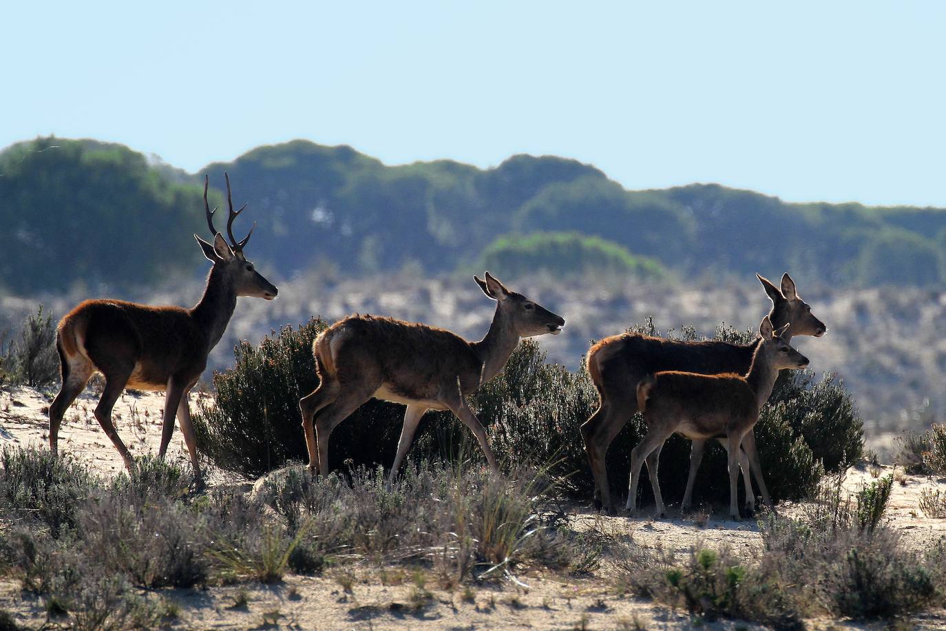 En el parque viven especies únicas, y en serio peligro de extinción, como el águila imperial ibérica y el lince ibérico. Doñana supone la confluencia de un conjunto de ecosistemas (playa, dunas, cotos, marisma...) que le dotan de una personalidad única.