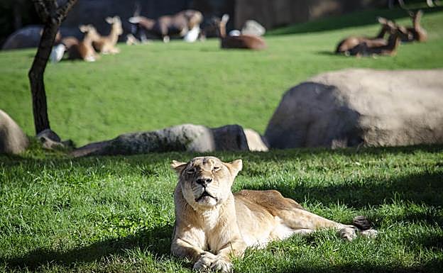 La leona Fa en el Bioparc de Valencia. 