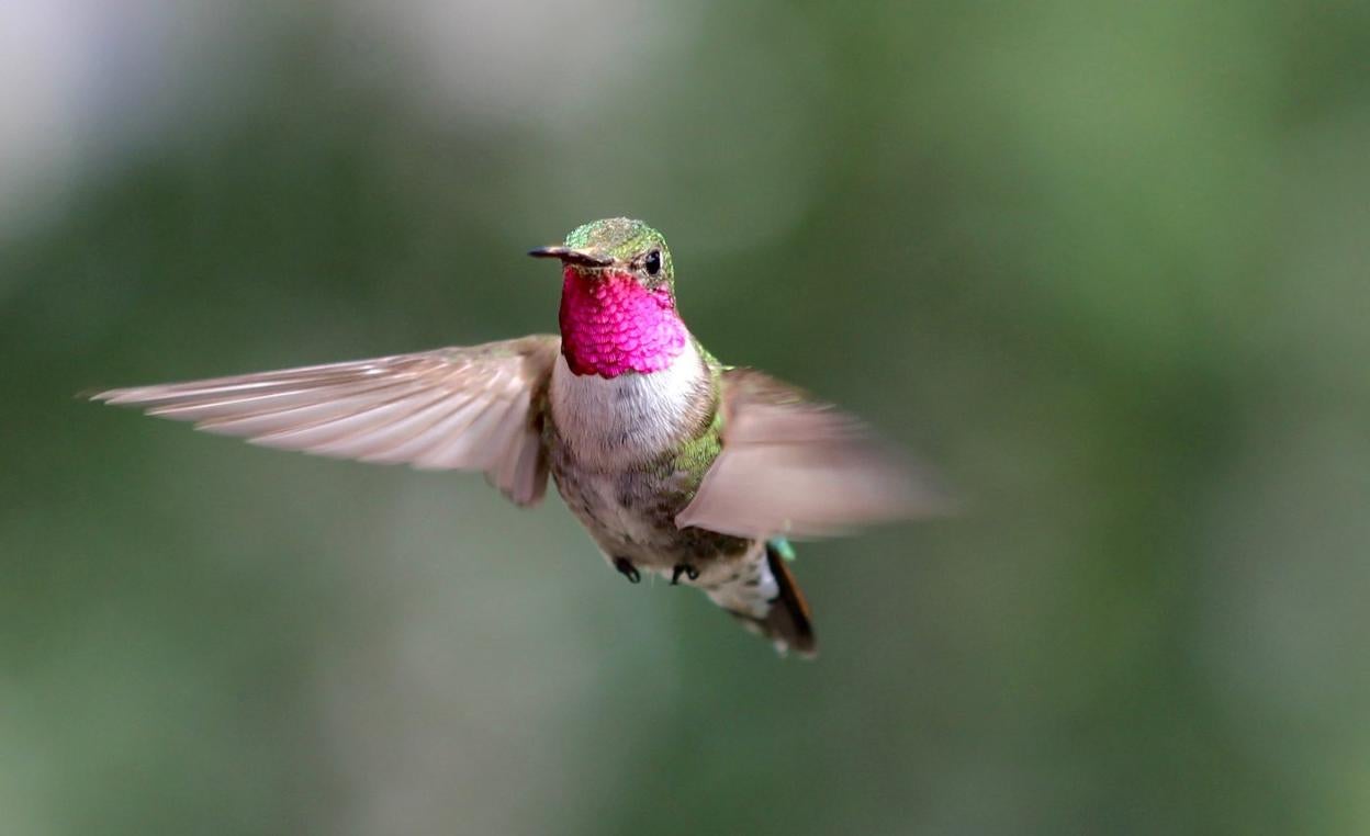 Un colibrí macho del estudio. 