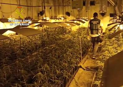 Imagen secundaria 1 - Droga en Alicante | Desmantelada una banda que distribuía marihuana en latas de tomate en la Comunitat Valenciana