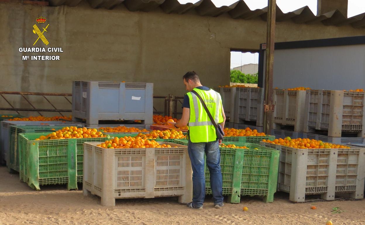 Naranjas incautadas en una operación anterior relacionada con la estafa y robo a agricultores. 