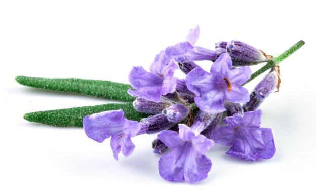 Lavanda. 