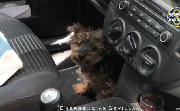 Un mujer encierra en el coche a 40º a un perro, que fue encontrado «casi desvanecido»