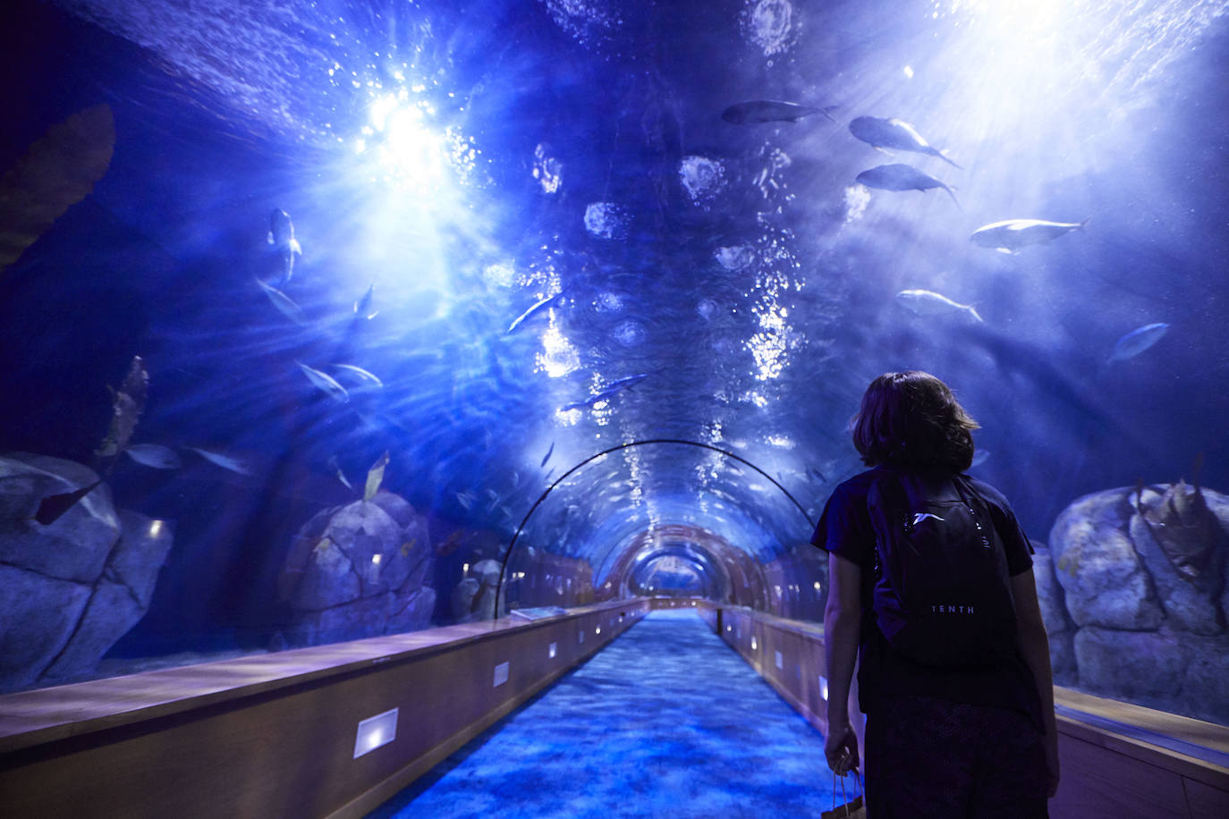 El Oceanogràfic de Valencia ha reabierto este miércoles al público después de estar 110 días cerrado por la pandemia del coronavirus, y lo ha hecho con un preventa de casi mil entradas y confiando en que las circunstancias permitan «rescatar, poco a poco, el brillo y la importancia» que tiene este parque para la Ciudad de las Artes y las Ciencias. 