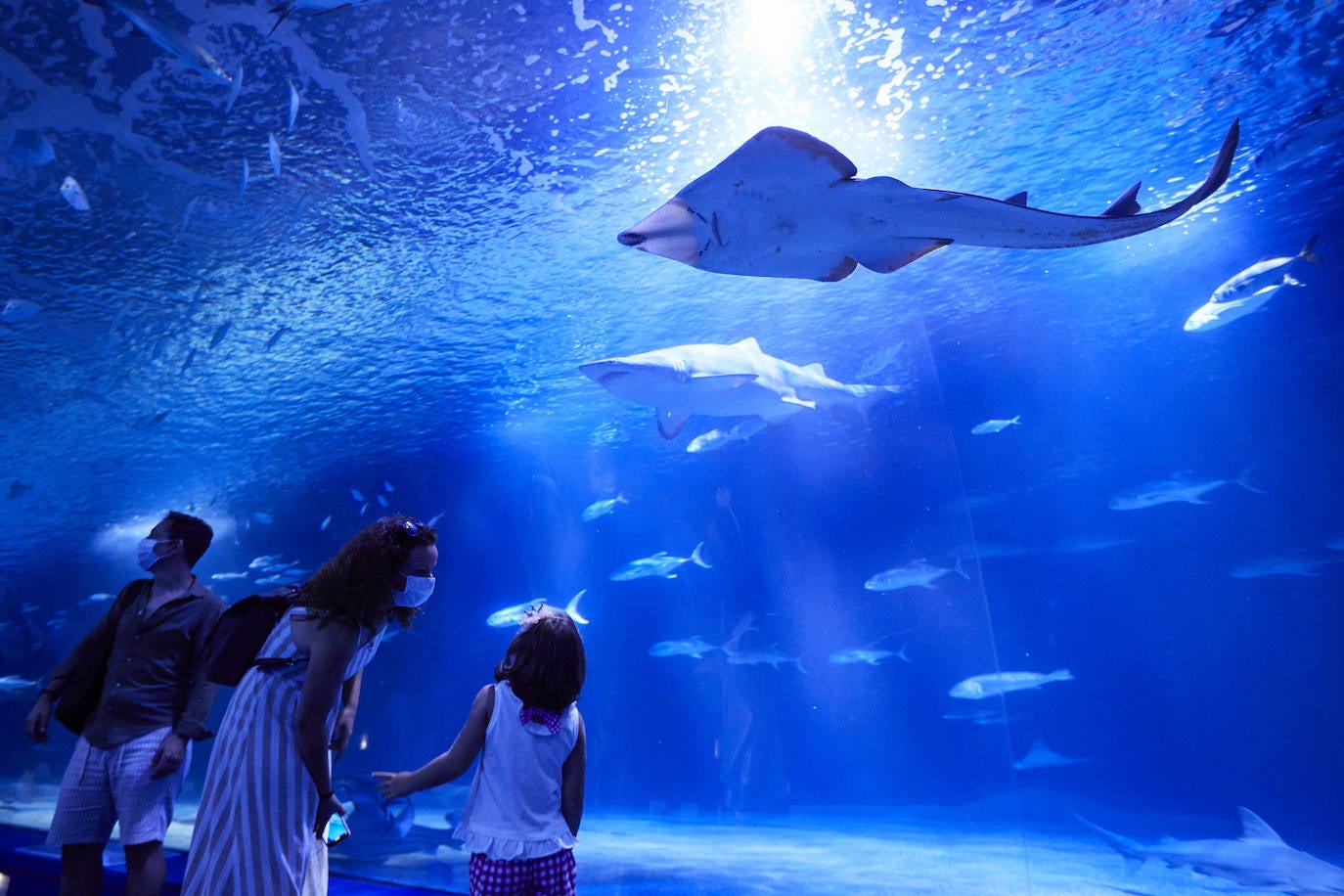 El Oceanogràfic de Valencia ha reabierto este miércoles al público después de estar 110 días cerrado por la pandemia del coronavirus, y lo ha hecho con un preventa de casi mil entradas y confiando en que las circunstancias permitan «rescatar, poco a poco, el brillo y la importancia» que tiene este parque para la Ciudad de las Artes y las Ciencias. 