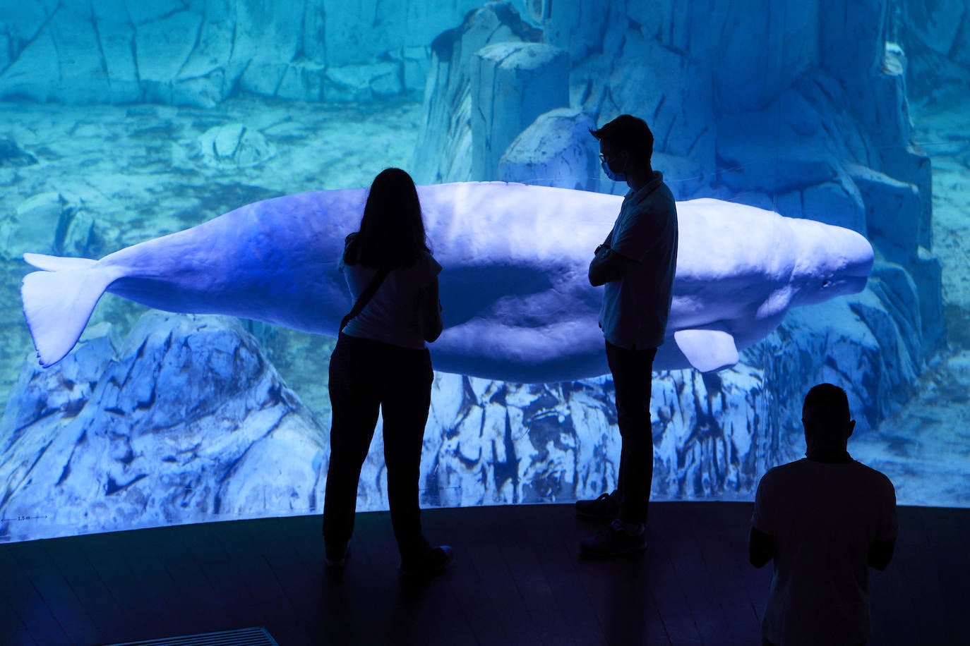 El Oceanogràfic de Valencia ha reabierto este miércoles al público después de estar 110 días cerrado por la pandemia del coronavirus, y lo ha hecho con un preventa de casi mil entradas y confiando en que las circunstancias permitan «rescatar, poco a poco, el brillo y la importancia» que tiene este parque para la Ciudad de las Artes y las Ciencias. 