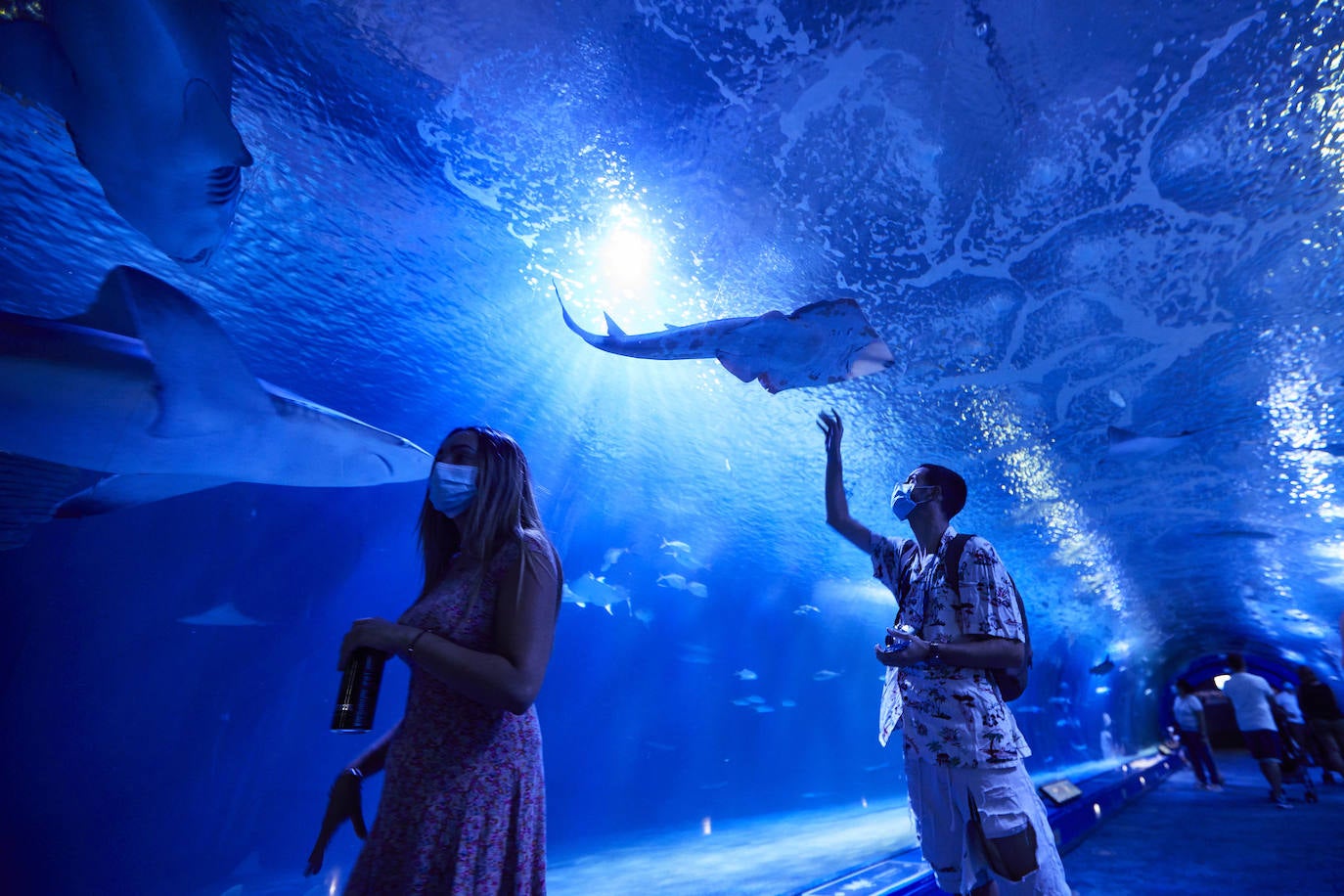 El Oceanogràfic de Valencia ha reabierto este miércoles al público después de estar 110 días cerrado por la pandemia del coronavirus, y lo ha hecho con un preventa de casi mil entradas y confiando en que las circunstancias permitan «rescatar, poco a poco, el brillo y la importancia» que tiene este parque para la Ciudad de las Artes y las Ciencias. 