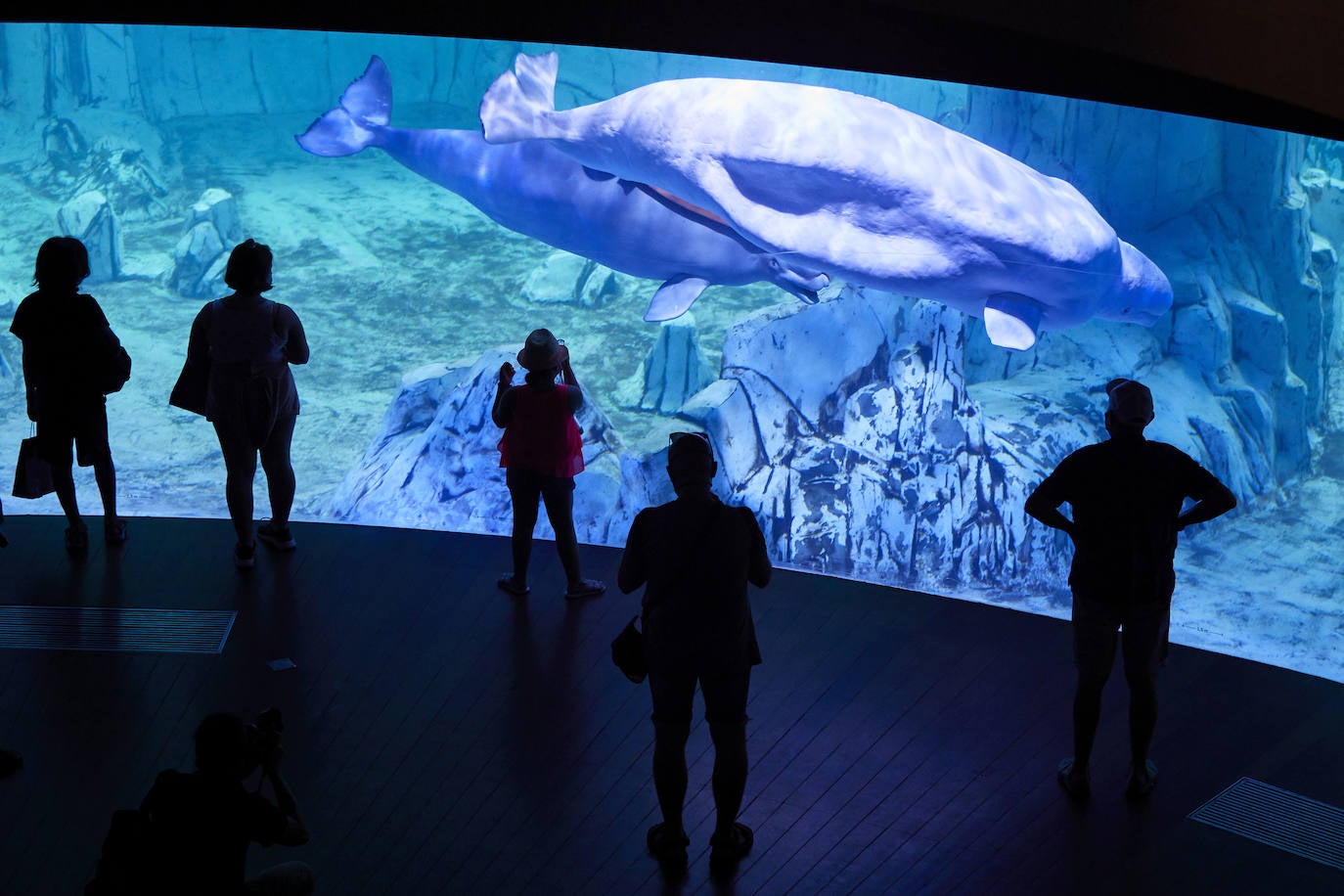 El Oceanogràfic de Valencia ha reabierto este miércoles al público después de estar 110 días cerrado por la pandemia del coronavirus, y lo ha hecho con un preventa de casi mil entradas y confiando en que las circunstancias permitan «rescatar, poco a poco, el brillo y la importancia» que tiene este parque para la Ciudad de las Artes y las Ciencias. 