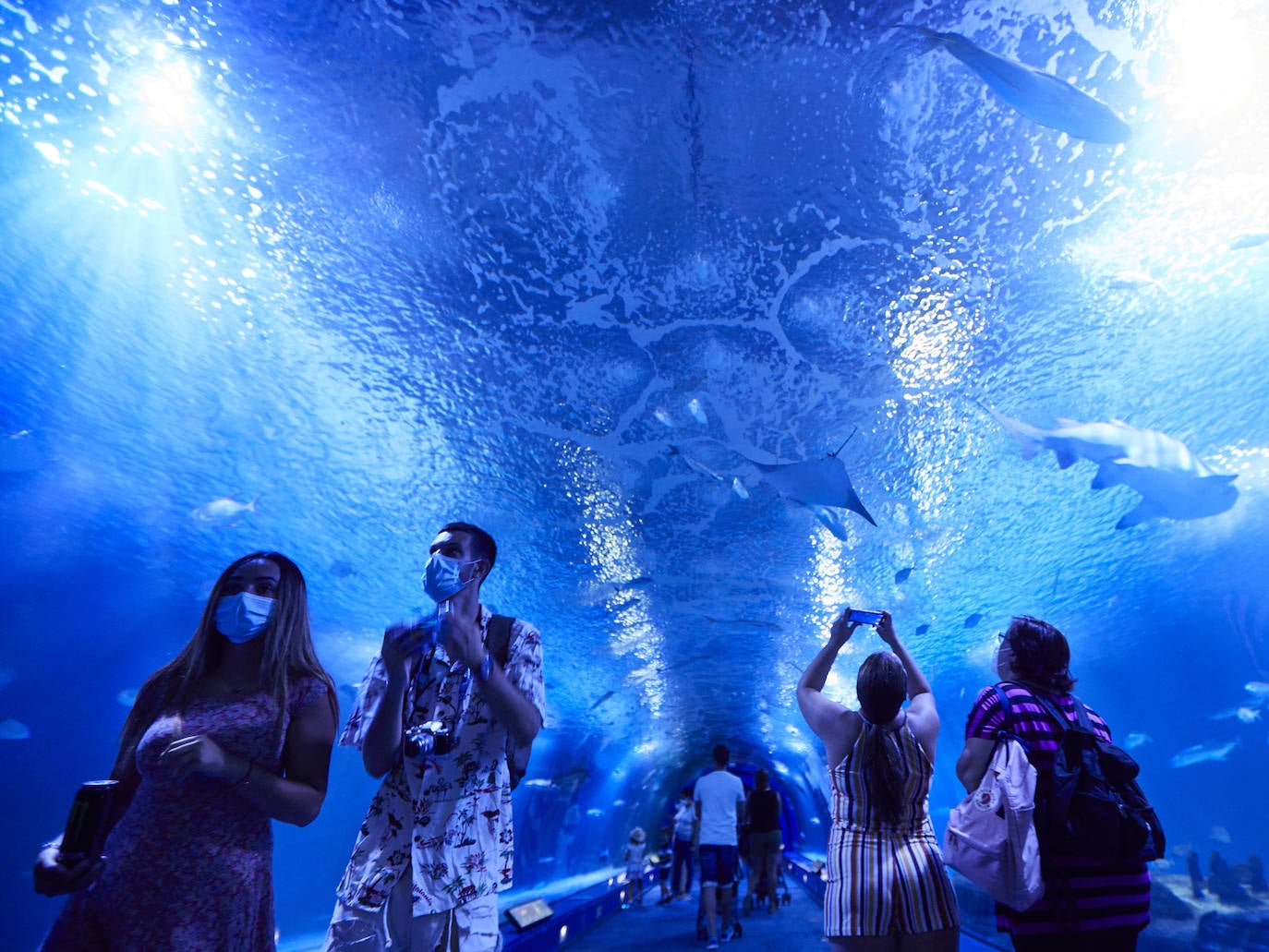 El Oceanogràfic de Valencia ha reabierto este miércoles al público después de estar 110 días cerrado por la pandemia del coronavirus, y lo ha hecho con un preventa de casi mil entradas y confiando en que las circunstancias permitan «rescatar, poco a poco, el brillo y la importancia» que tiene este parque para la Ciudad de las Artes y las Ciencias. 