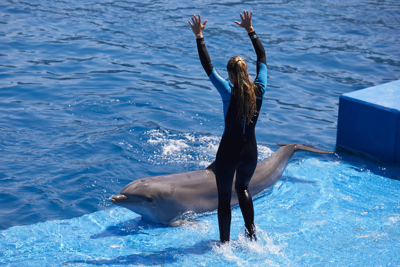 El Oceanogràfic de Valencia ha reabierto este miércoles al público después de estar 110 días cerrado por la pandemia del coronavirus, y lo ha hecho con un preventa de casi mil entradas y confiando en que las circunstancias permitan «rescatar, poco a poco, el brillo y la importancia» que tiene este parque para la Ciudad de las Artes y las Ciencias. 