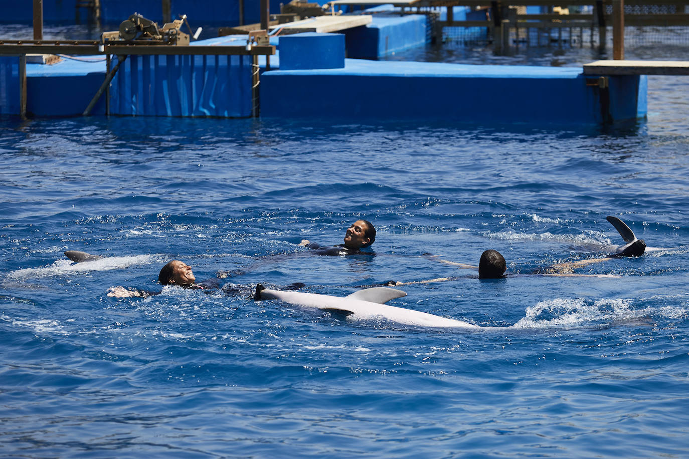 El Oceanogràfic de Valencia ha reabierto este miércoles al público después de estar 110 días cerrado por la pandemia del coronavirus, y lo ha hecho con un preventa de casi mil entradas y confiando en que las circunstancias permitan «rescatar, poco a poco, el brillo y la importancia» que tiene este parque para la Ciudad de las Artes y las Ciencias. 