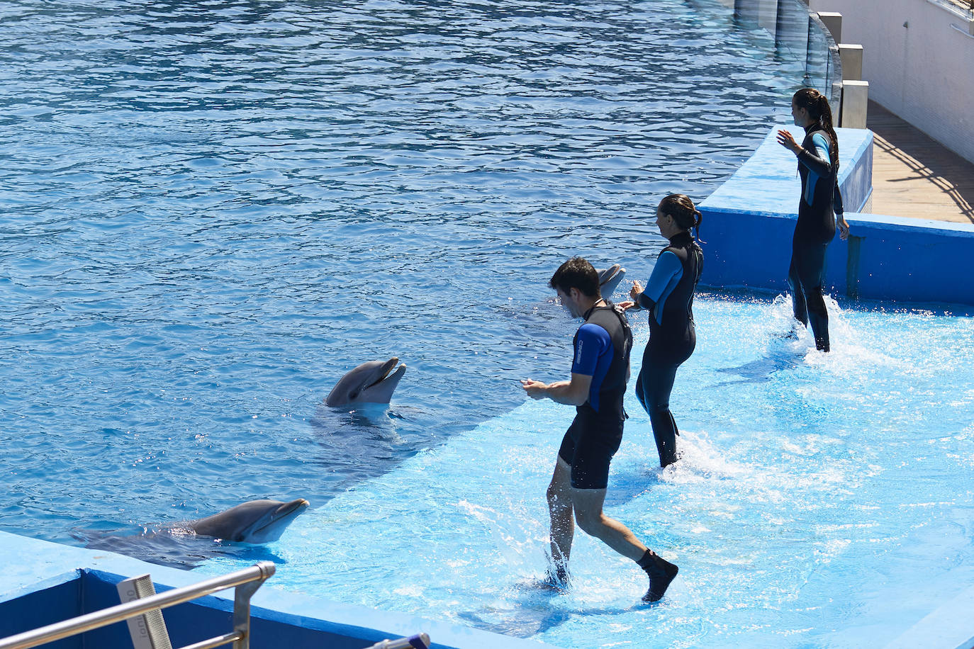 El Oceanogràfic de Valencia ha reabierto este miércoles al público después de estar 110 días cerrado por la pandemia del coronavirus, y lo ha hecho con un preventa de casi mil entradas y confiando en que las circunstancias permitan «rescatar, poco a poco, el brillo y la importancia» que tiene este parque para la Ciudad de las Artes y las Ciencias. 