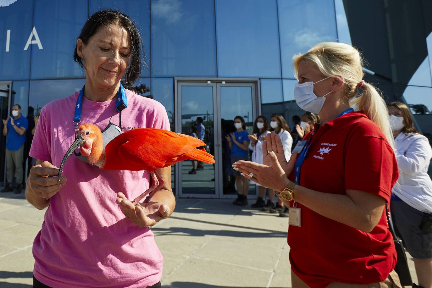 El Oceanogràfic de Valencia ha reabierto este miércoles al público después de estar 110 días cerrado por la pandemia del coronavirus. Desde el parque han explicado que se han tomado todas las medidas higiénico sanitarias para garantizar una visita segura. El parque dispone de 80.000 metros cuadrados de superficie y en espacios abiertos y guardando la distancia, los visitantes pueden ir sin mascarilla, que es obligatoria en espacios cerrados. El Oceanogràfic mantendrá todas las actividades que realiza normalmente, y seguirá abierto el delfinario y el cine 4D, donde los grupos familiares se podrán sentar juntos pero distantes de los siguientes, aunque se suspenderán los espectáculos nocturnos. 