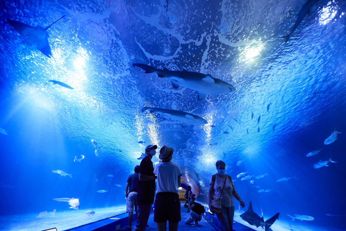 El Oceanogràfic de Valencia ha reabierto este miércoles al público después de estar 110 días cerrado por la pandemia del coronavirus. Desde el parque han explicado que se han tomado todas las medidas higiénico sanitarias para garantizar una visita segura. El parque dispone de 80.000 metros cuadrados de superficie y en espacios abiertos y guardando la distancia, los visitantes pueden ir sin mascarilla, que es obligatoria en espacios cerrados. El Oceanogràfic mantendrá todas las actividades que realiza normalmente, y seguirá abierto el delfinario y el cine 4D, donde los grupos familiares se podrán sentar juntos pero distantes de los siguientes, aunque se suspenderán los espectáculos nocturnos. 