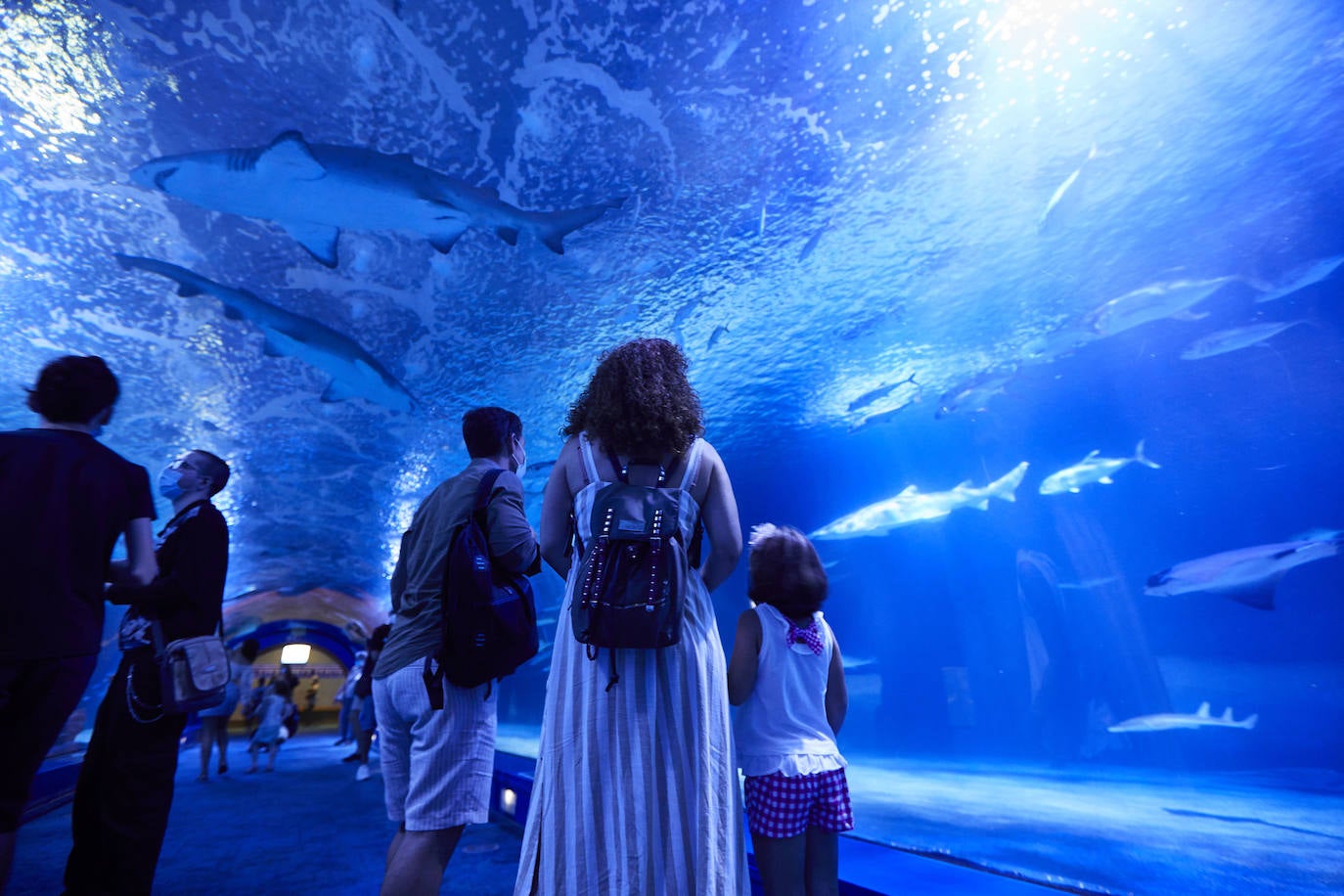 El Oceanogràfic de Valencia ha reabierto este miércoles al público después de estar 110 días cerrado por la pandemia del coronavirus. Desde el parque han explicado que se han tomado todas las medidas higiénico sanitarias para garantizar una visita segura. El parque dispone de 80.000 metros cuadrados de superficie y en espacios abiertos y guardando la distancia, los visitantes pueden ir sin mascarilla, que es obligatoria en espacios cerrados. El Oceanogràfic mantendrá todas las actividades que realiza normalmente, y seguirá abierto el delfinario y el cine 4D, donde los grupos familiares se podrán sentar juntos pero distantes de los siguientes, aunque se suspenderán los espectáculos nocturnos. 