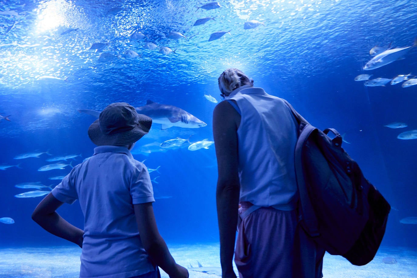 El Oceanogràfic de Valencia ha reabierto este miércoles al público después de estar 110 días cerrado por la pandemia del coronavirus. Desde el parque han explicado que se han tomado todas las medidas higiénico sanitarias para garantizar una visita segura. El parque dispone de 80.000 metros cuadrados de superficie y en espacios abiertos y guardando la distancia, los visitantes pueden ir sin mascarilla, que es obligatoria en espacios cerrados. El Oceanogràfic mantendrá todas las actividades que realiza normalmente, y seguirá abierto el delfinario y el cine 4D, donde los grupos familiares se podrán sentar juntos pero distantes de los siguientes, aunque se suspenderán los espectáculos nocturnos. 