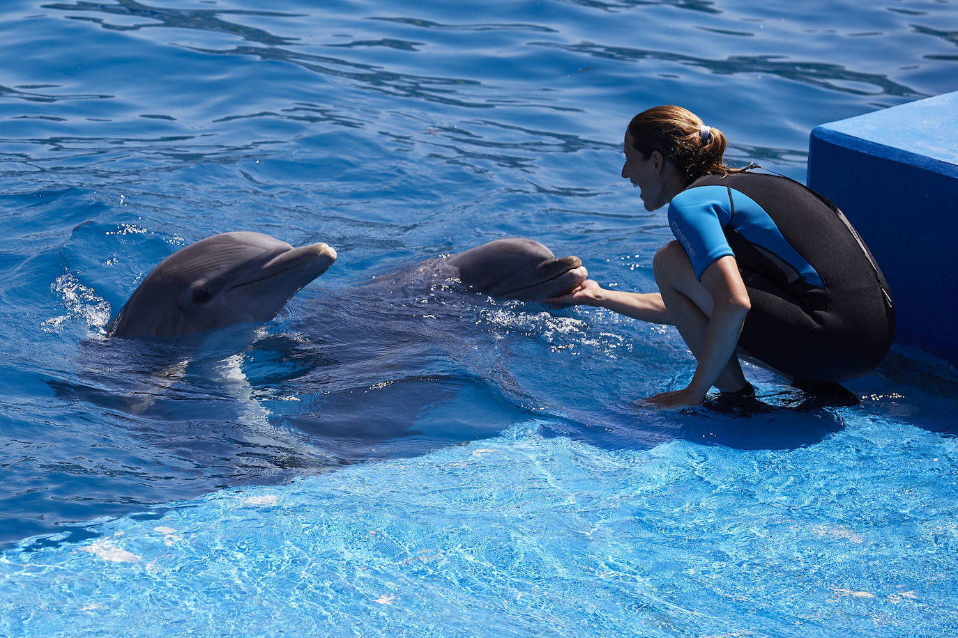 El Oceanogràfic de Valencia ha reabierto este miércoles al público después de estar 110 días cerrado por la pandemia del coronavirus. Desde el parque han explicado que se han tomado todas las medidas higiénico sanitarias para garantizar una visita segura. El parque dispone de 80.000 metros cuadrados de superficie y en espacios abiertos y guardando la distancia, los visitantes pueden ir sin mascarilla, que es obligatoria en espacios cerrados. El Oceanogràfic mantendrá todas las actividades que realiza normalmente, y seguirá abierto el delfinario y el cine 4D, donde los grupos familiares se podrán sentar juntos pero distantes de los siguientes, aunque se suspenderán los espectáculos nocturnos. 