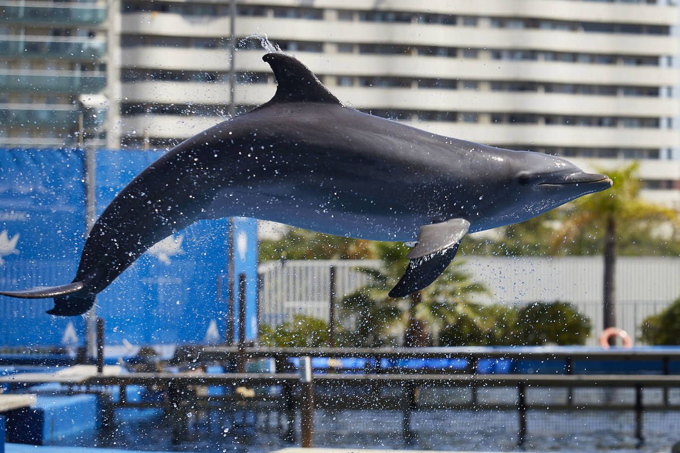 El Oceanogràfic de Valencia ha reabierto este miércoles al público después de estar 110 días cerrado por la pandemia del coronavirus. Desde el parque han explicado que se han tomado todas las medidas higiénico sanitarias para garantizar una visita segura. El parque dispone de 80.000 metros cuadrados de superficie y en espacios abiertos y guardando la distancia, los visitantes pueden ir sin mascarilla, que es obligatoria en espacios cerrados. El Oceanogràfic mantendrá todas las actividades que realiza normalmente, y seguirá abierto el delfinario y el cine 4D, donde los grupos familiares se podrán sentar juntos pero distantes de los siguientes, aunque se suspenderán los espectáculos nocturnos. 