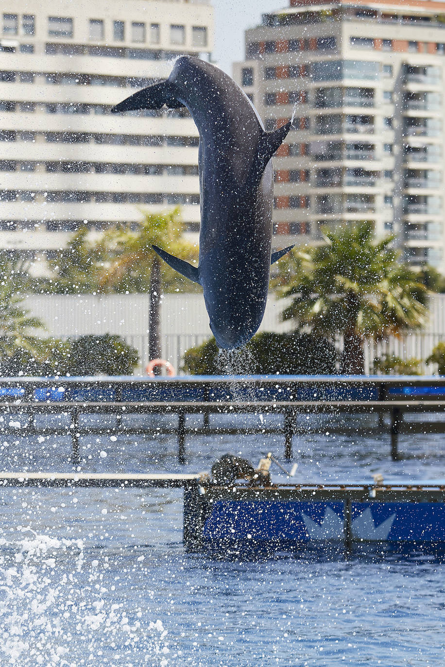 El Oceanogràfic de Valencia ha reabierto este miércoles al público después de estar 110 días cerrado por la pandemia del coronavirus. Desde el parque han explicado que se han tomado todas las medidas higiénico sanitarias para garantizar una visita segura. El parque dispone de 80.000 metros cuadrados de superficie y en espacios abiertos y guardando la distancia, los visitantes pueden ir sin mascarilla, que es obligatoria en espacios cerrados. El Oceanogràfic mantendrá todas las actividades que realiza normalmente, y seguirá abierto el delfinario y el cine 4D, donde los grupos familiares se podrán sentar juntos pero distantes de los siguientes, aunque se suspenderán los espectáculos nocturnos. 