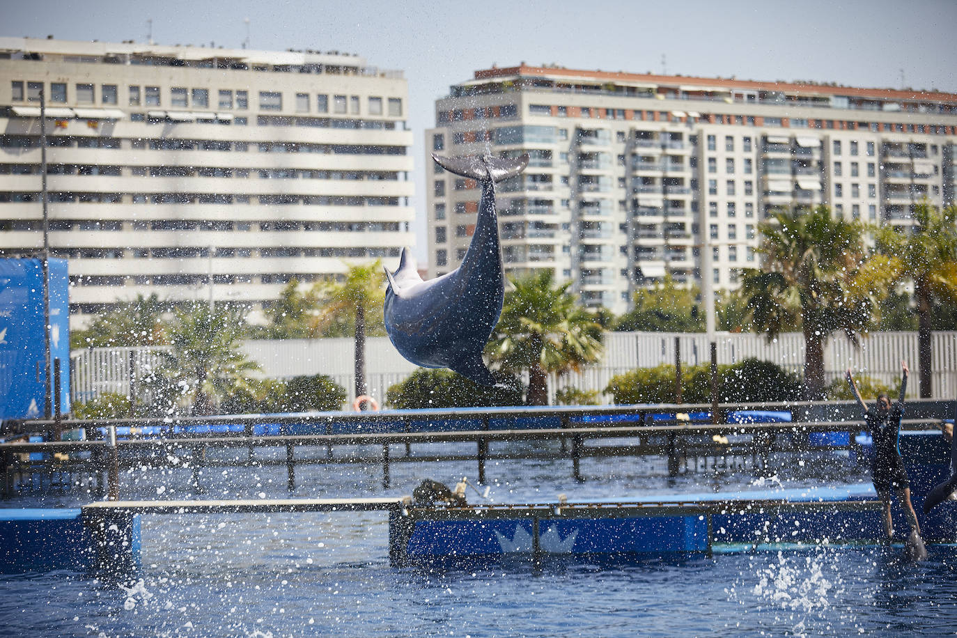 El Oceanogràfic de Valencia ha reabierto este miércoles al público después de estar 110 días cerrado por la pandemia del coronavirus. Desde el parque han explicado que se han tomado todas las medidas higiénico sanitarias para garantizar una visita segura. El parque dispone de 80.000 metros cuadrados de superficie y en espacios abiertos y guardando la distancia, los visitantes pueden ir sin mascarilla, que es obligatoria en espacios cerrados. El Oceanogràfic mantendrá todas las actividades que realiza normalmente, y seguirá abierto el delfinario y el cine 4D, donde los grupos familiares se podrán sentar juntos pero distantes de los siguientes, aunque se suspenderán los espectáculos nocturnos. 