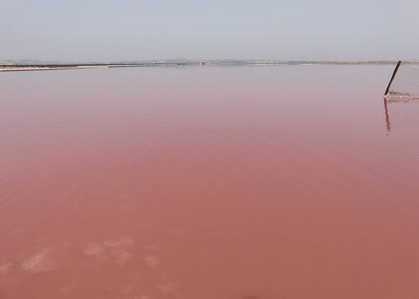 El Parque Natural de las Salinas de la Mata y Torrevieja. Conocida como la laguna rosa, este espacio deja una imagen de postal. Alberga cientos de especies de avifauna de gran valor como el flamenco rosado. En función de la época del año, se puede encontrar diferentes aves migratorias, invernantes y nidificantes que cumplen su ciclo biológico en este humedal, como el zampullín cuellinegro, el aguilucho cenizo o la cigüeñuela. 